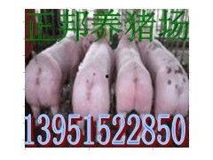 娱乐吃瓜猪衢州