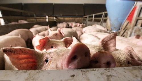 娱乐吃瓜猪衢州