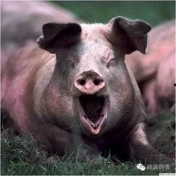 娱乐吃瓜猪衢州