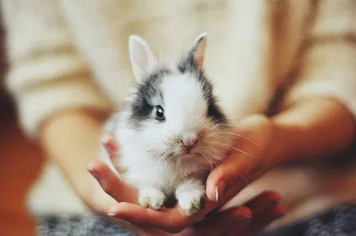 娱乐吃瓜酱狗帮猫